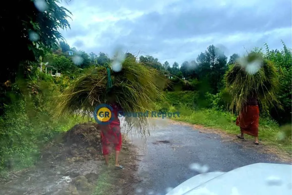 Women collecting grass for their cattle uttarakhand