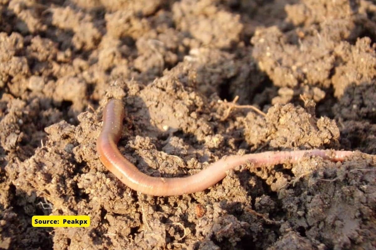 Earth Worm Day let us celebrate these Soil Heroes