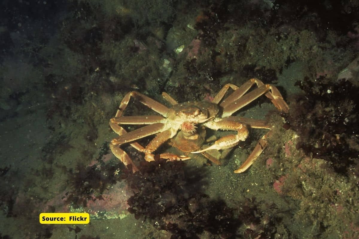 What caused snow crab to disappear from Alaskan waters?