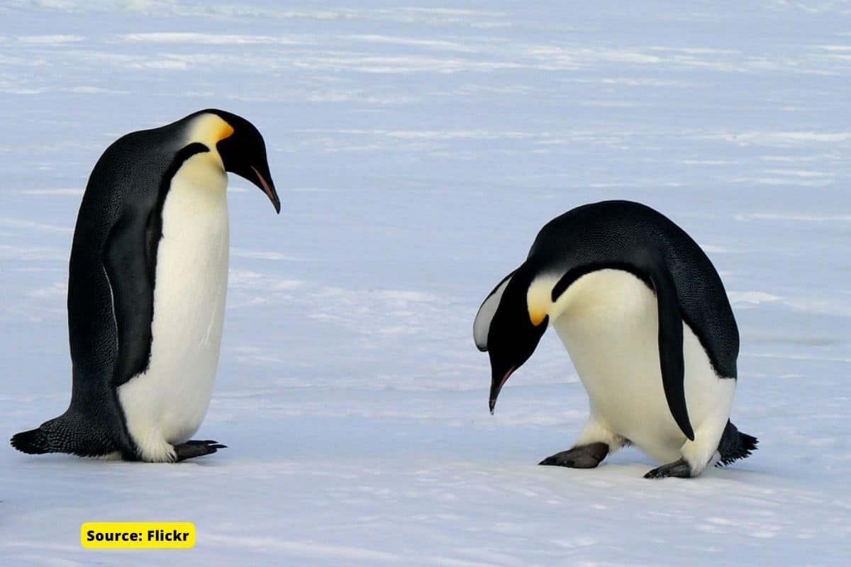Emperor penguin is now a species threatened by climate change