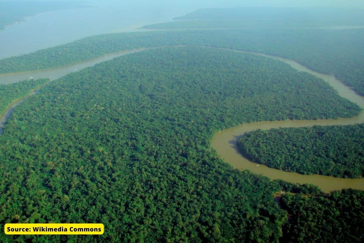 COP27: Amazon forest in crisis, Forest loss threatens the planet