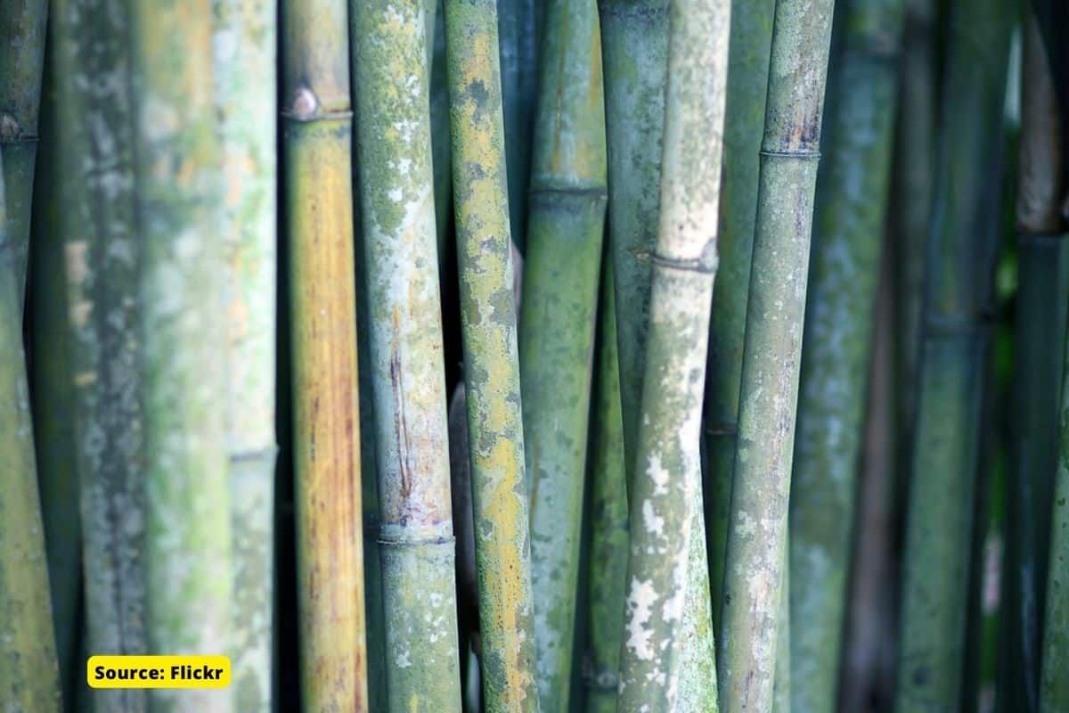 How bamboo fabric is better for environment than cotton?