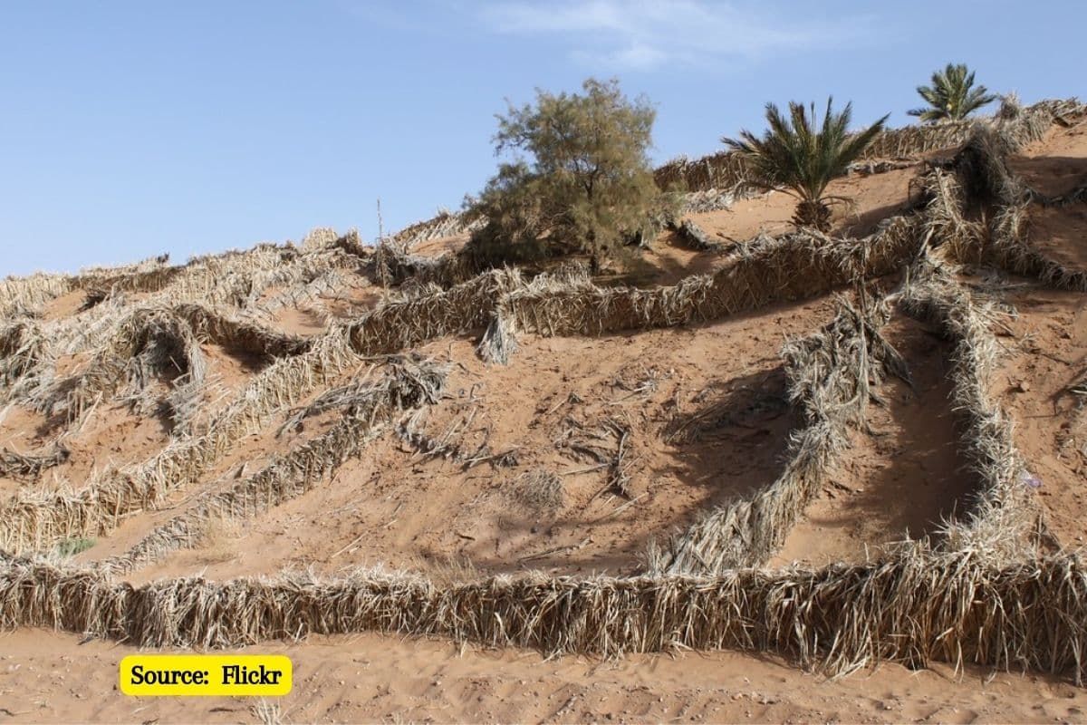 What Is Desertification? Where Is It Happening?