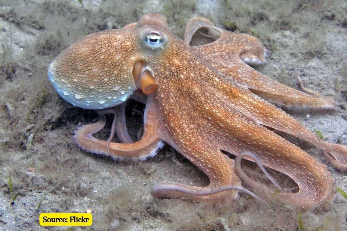 Octopus and human brains have surprising similarity