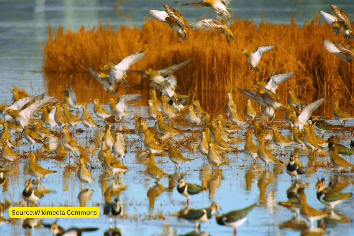 Sopore’s Hygam wetland is dying