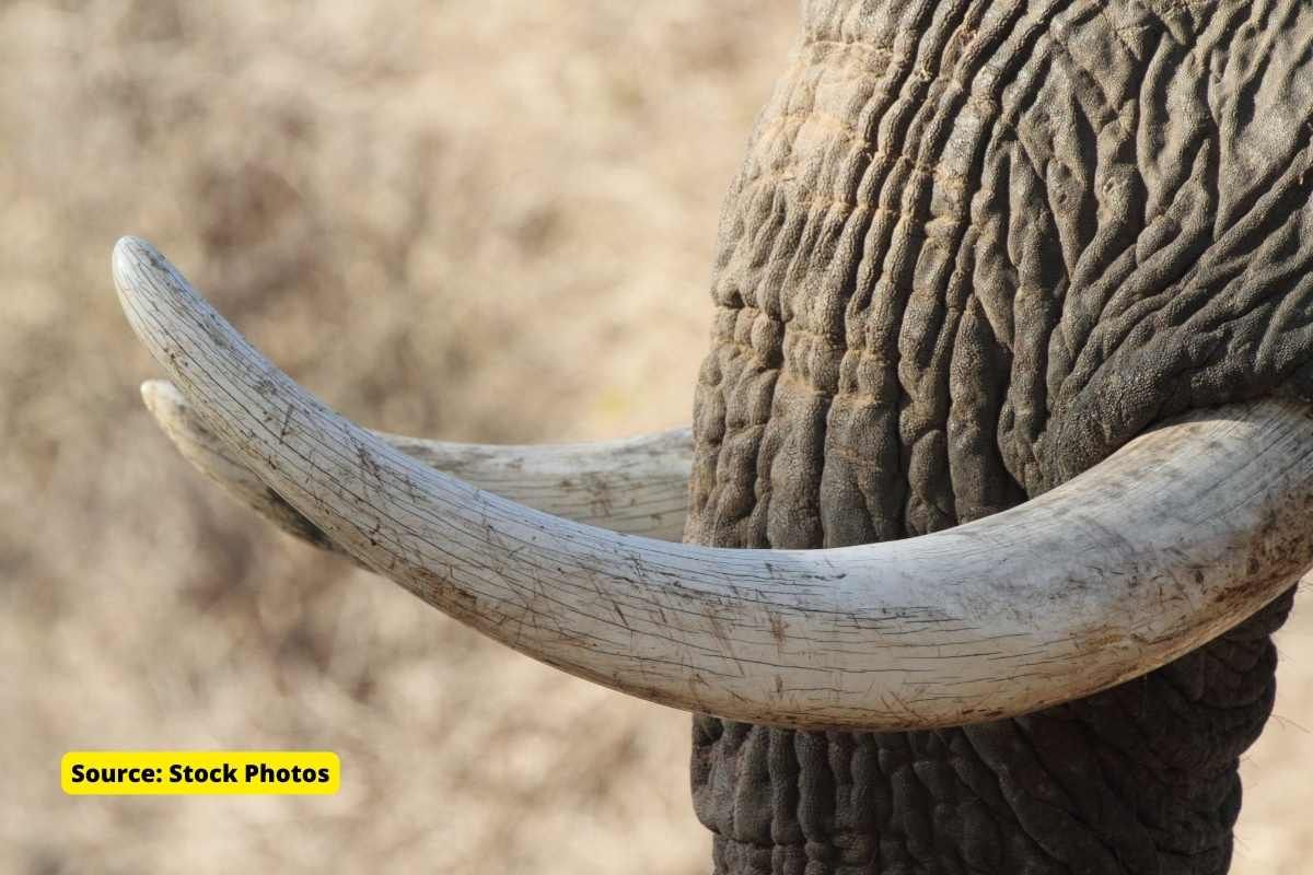 What is India's stand on commercial ivory trade?