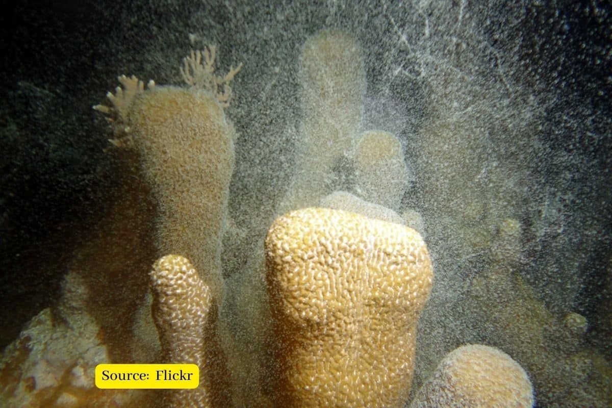 Pillar corals population declined 80% due to human interference