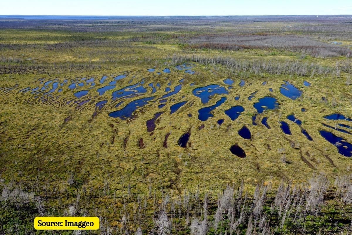 What are Carbon Sinks? How it impacts Climate Change?