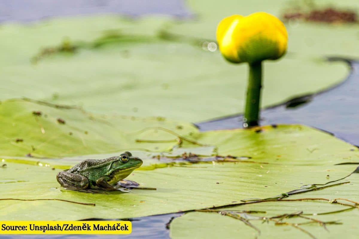 COP15: Why does the UN biodiversity conference matter?