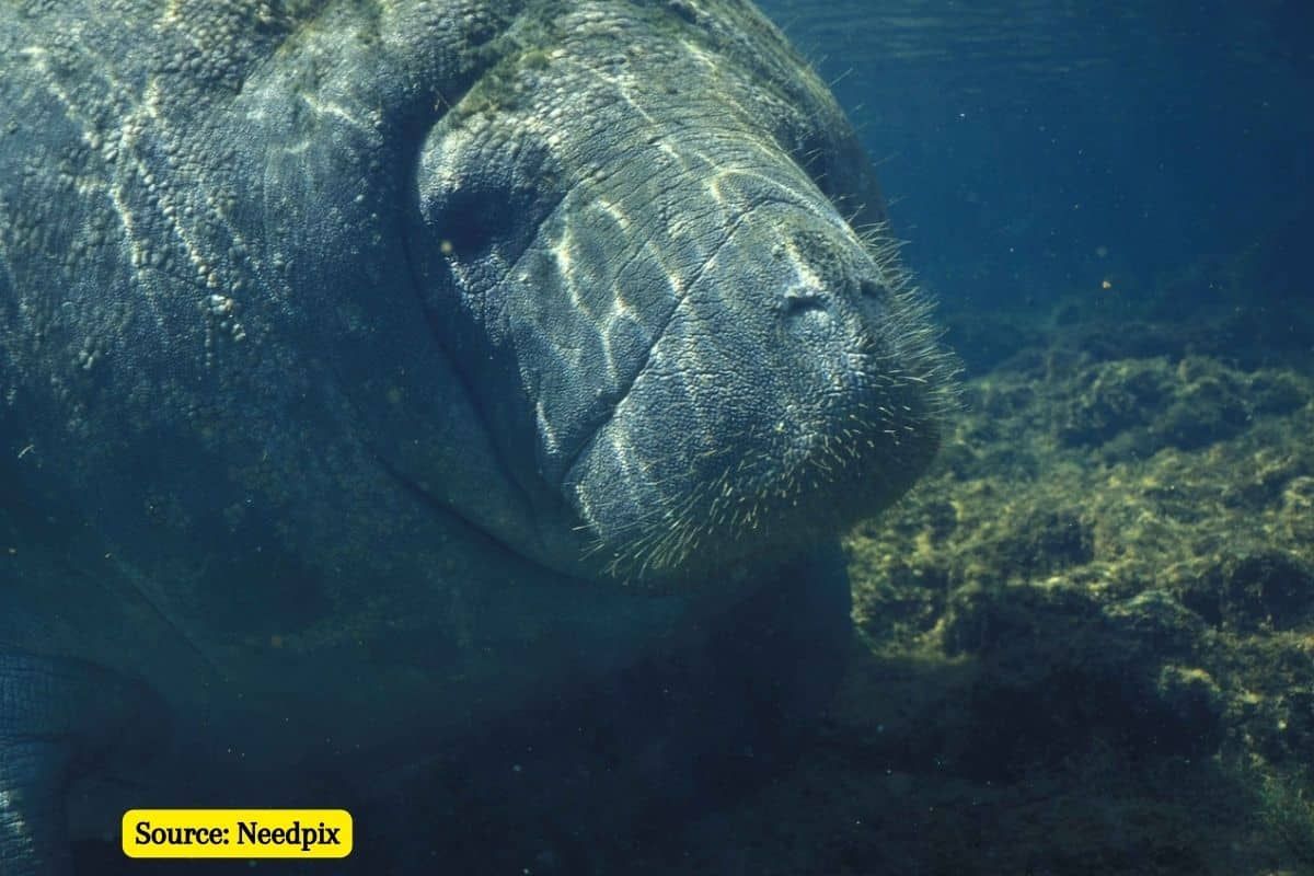 1,500 marine species are at risk of extinction