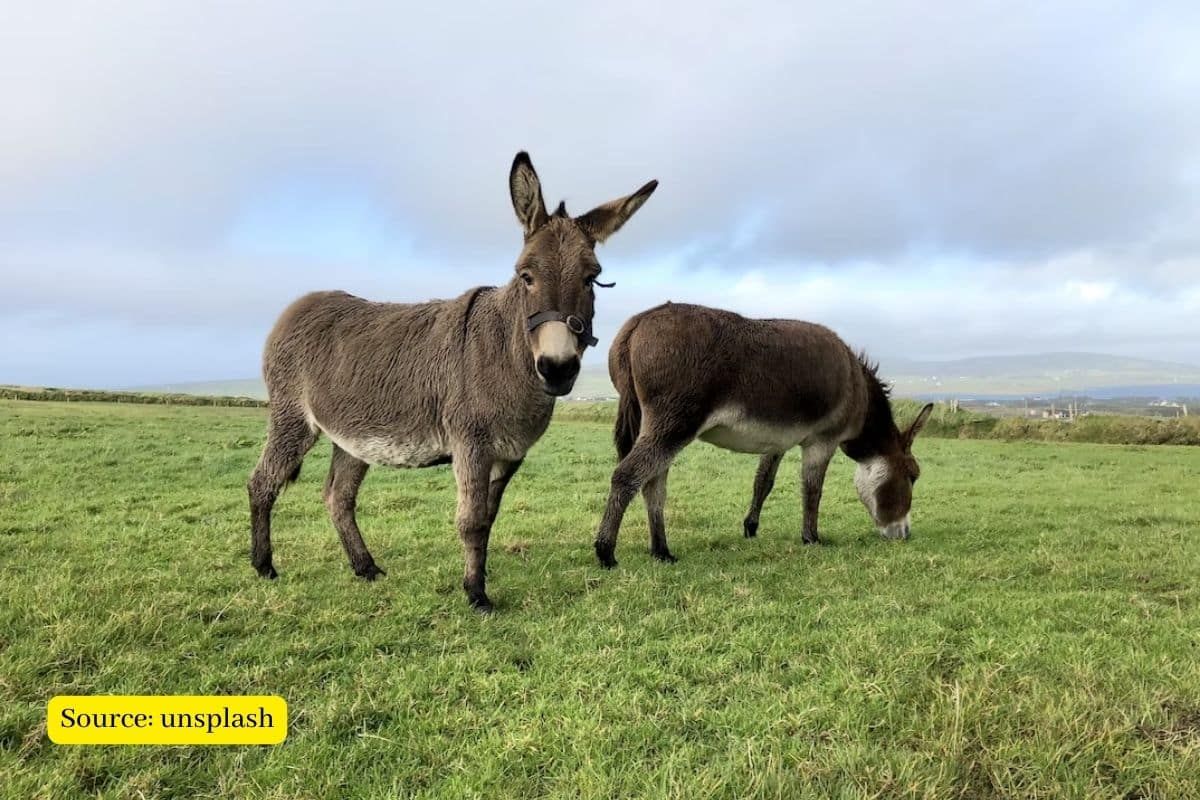 Why is the population of donkeys decreasing in India?
