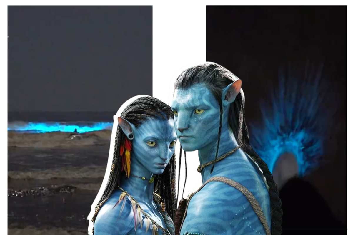 Avatar's Pandora at Venice beach, through bioluminescent algae