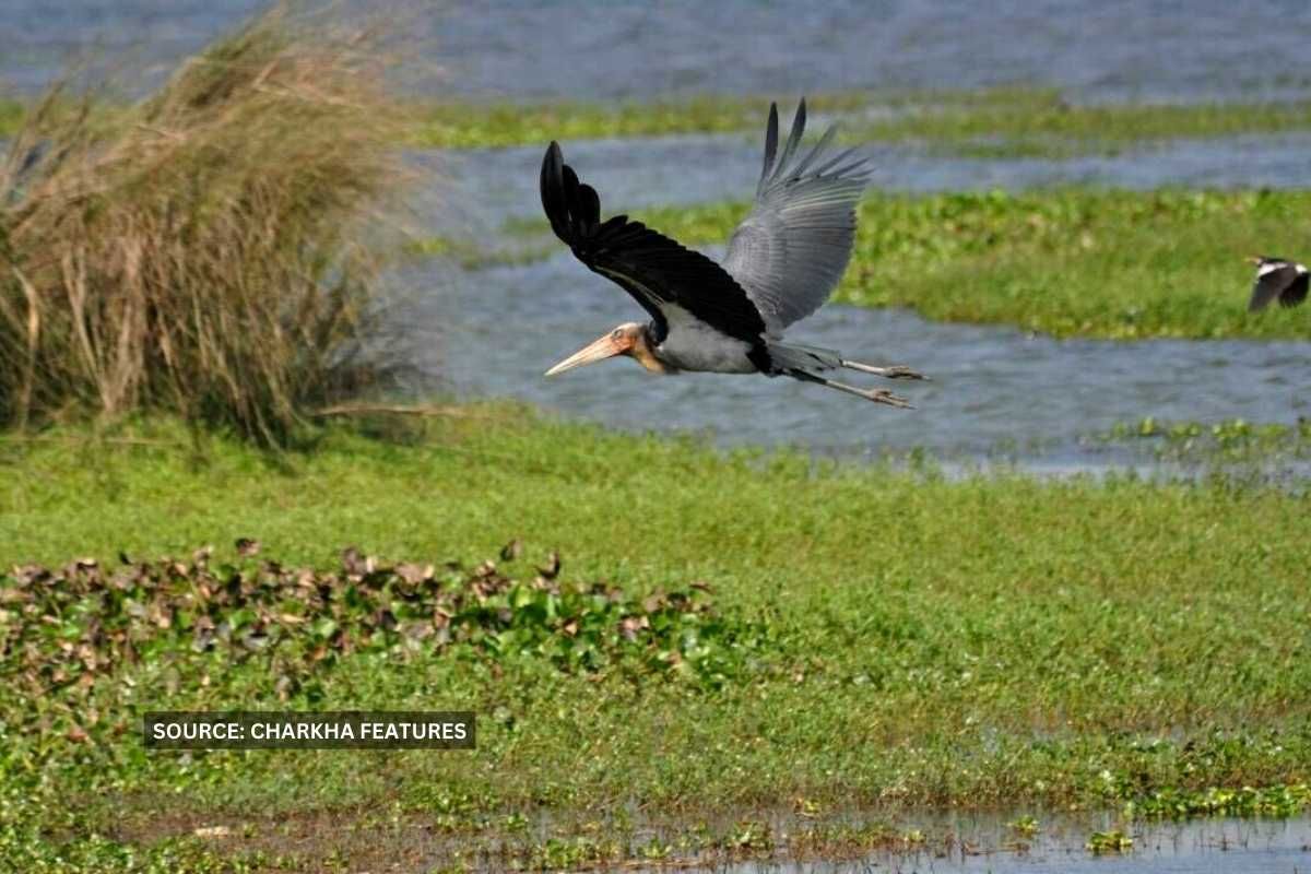 बेजुबान पक्षियों को बचाने की मुहिम