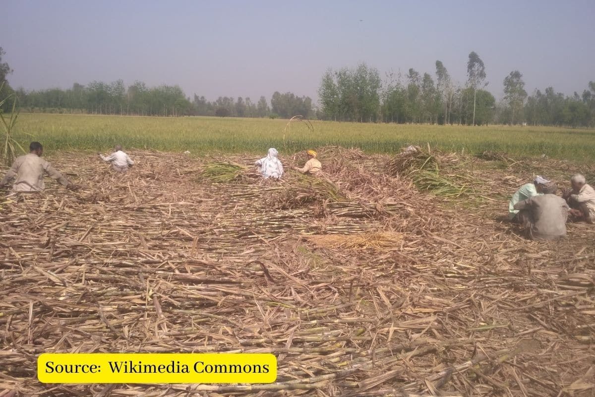 India Sugar mills to close early as rain hits cane supply