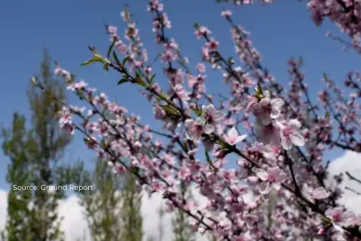 Spring was brought earlier in Parts of US due to climate change