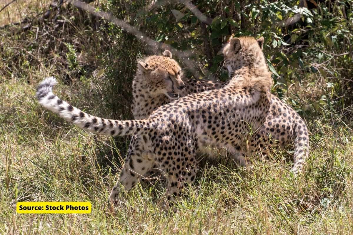 Cheetah safari to be allowed from February in Kunu in MP