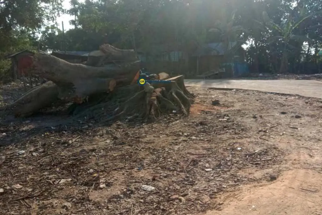Old trees which have taken at least 30-40 years were chopped off. NH-37 project Assam