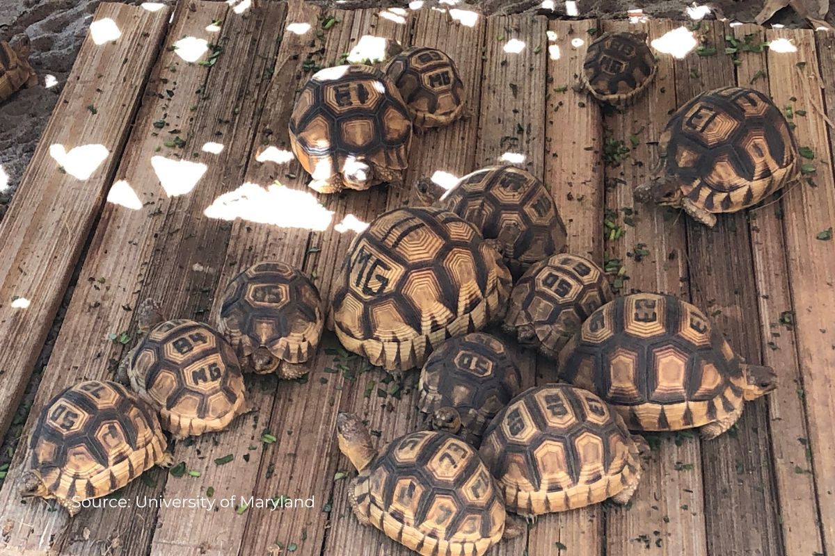 How to stop smuggling of wildlife, scientists suggested measures