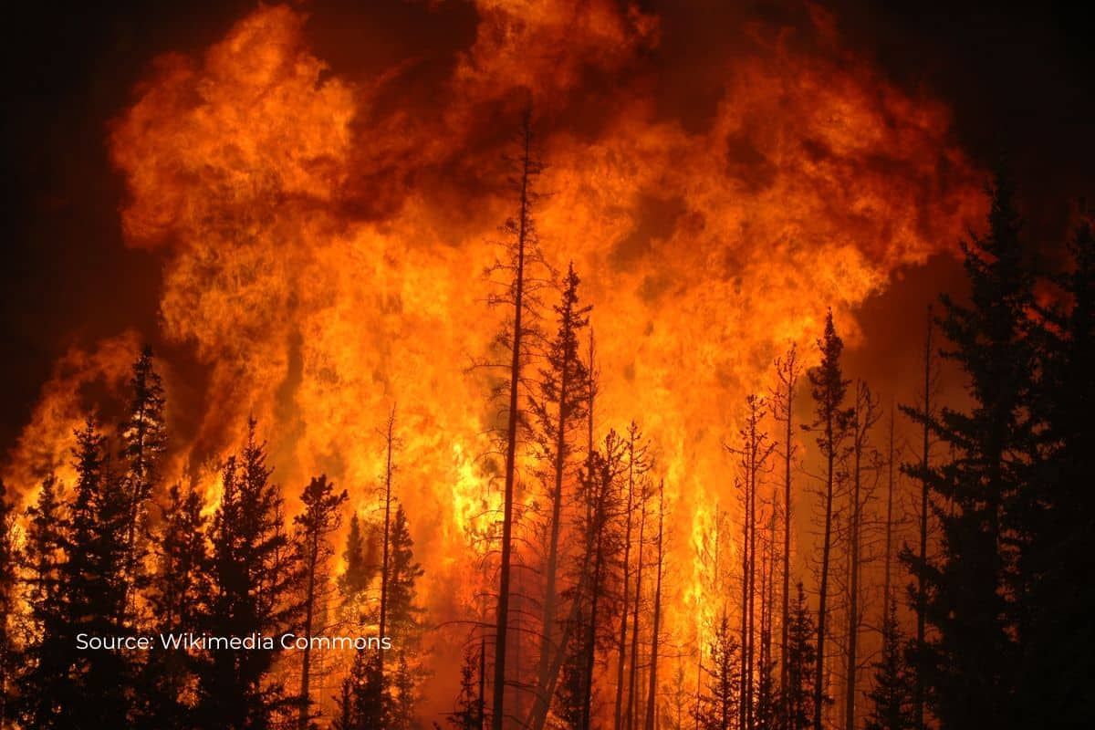 Smoke from forest fires erodes the ozone layer