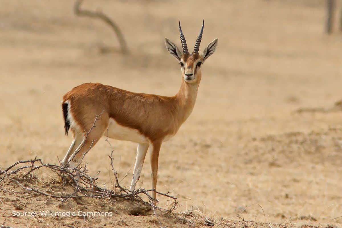 Viral video shows people eating chinkara meat in Jodhpur