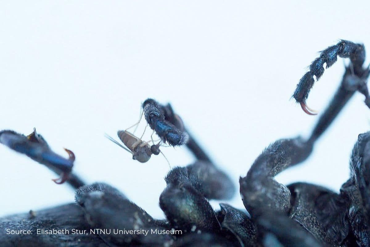 Norway discovers 100+ new insect species with DNA analysis