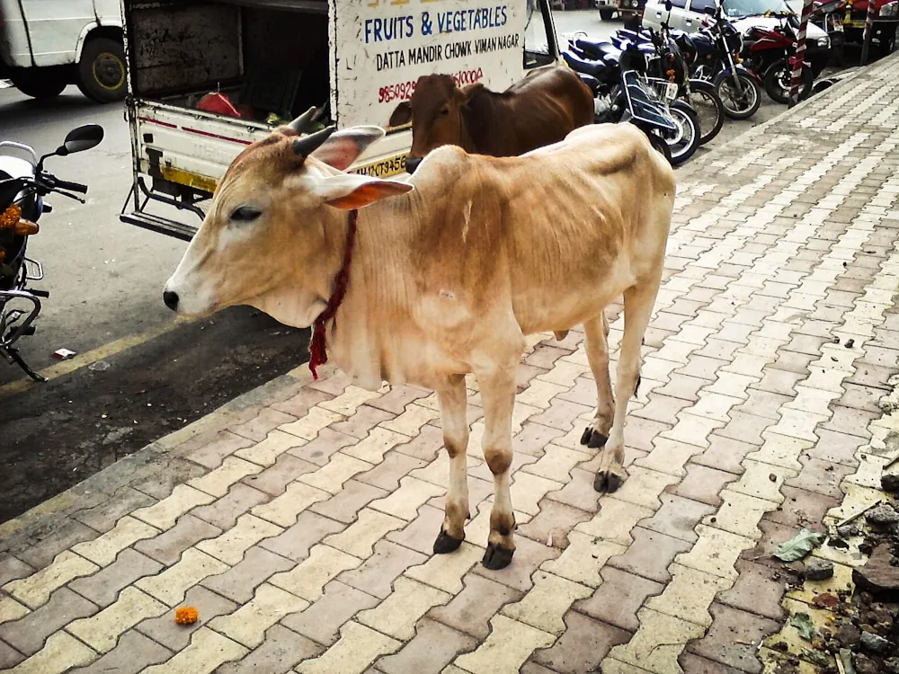 Malnutrition and cattle deaths