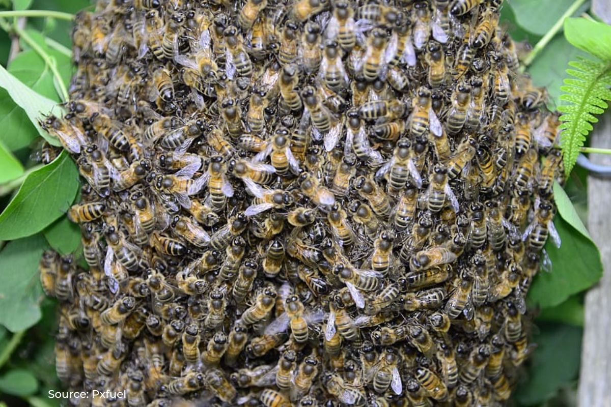 Unseasonal rains kill Italian bees, threaten Himachal apple harvest