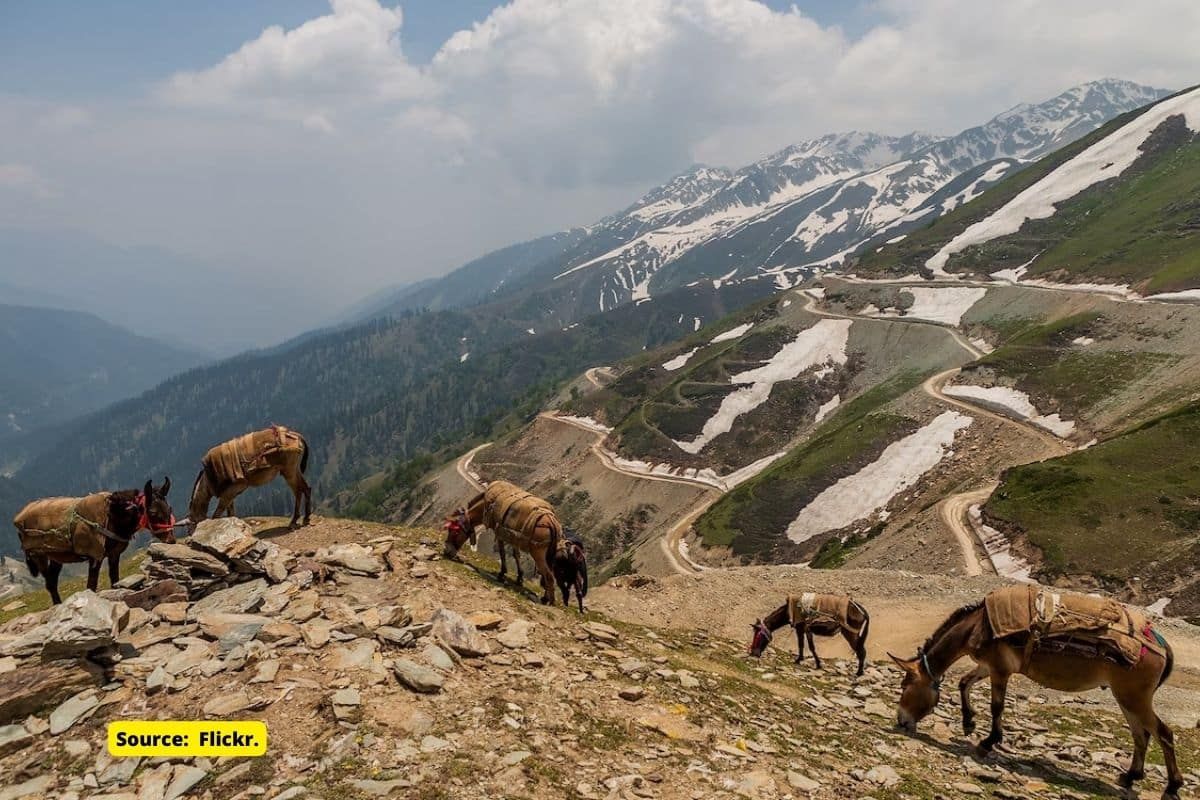 Summer snowfall drove mass livestock death across Kashmir