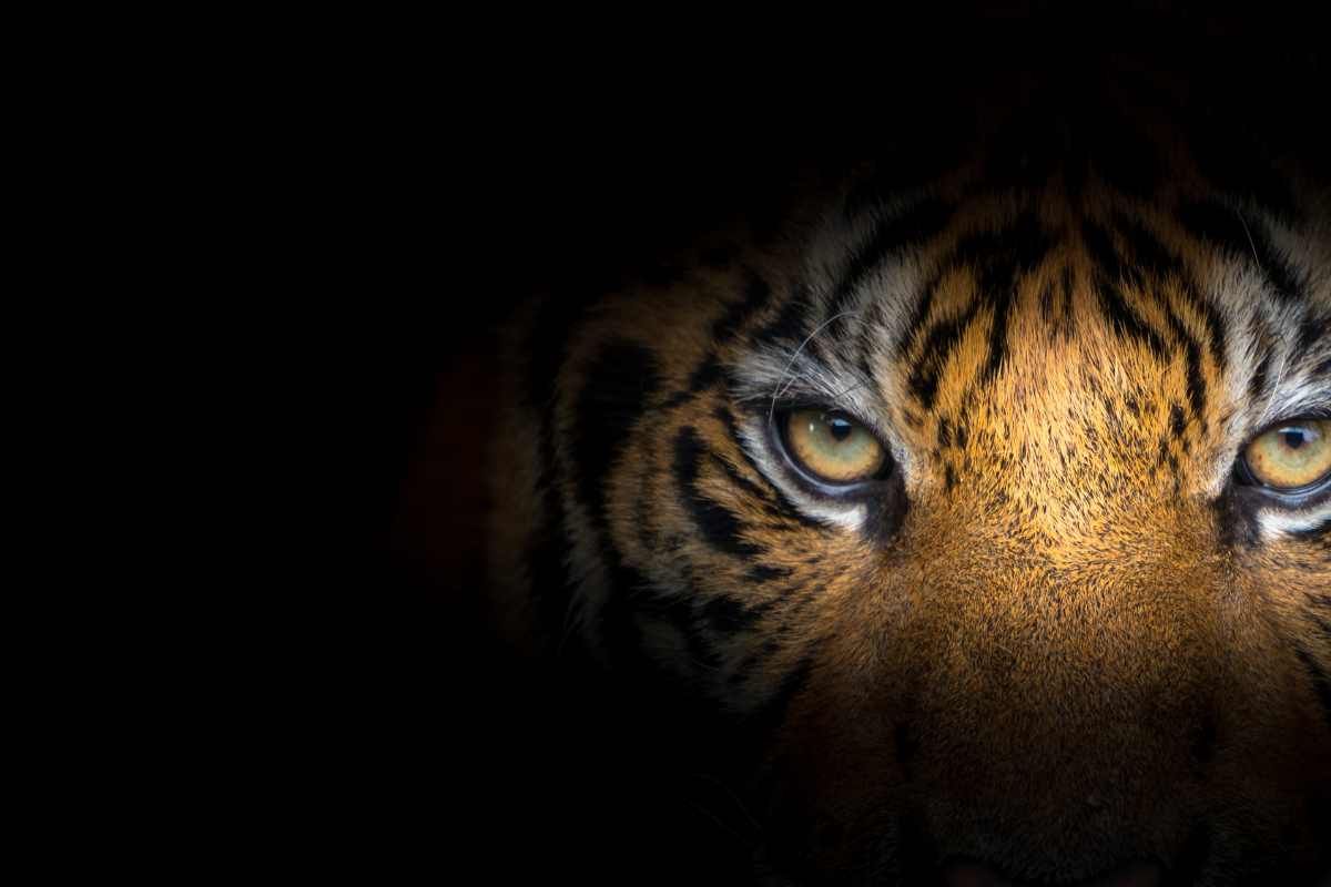 Ecology Vs Economy: a view at decline in number of Big Cats across western ghats