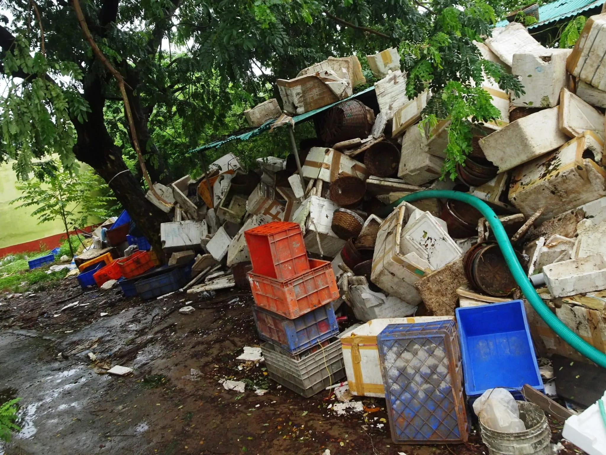Discarded Boxes Old discarded Thermocol boxes SGPDA Fish Market 