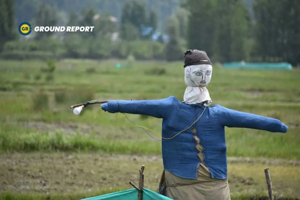 Farmers Installed DC lights on scarecrows to keep wild boars away from their fields.