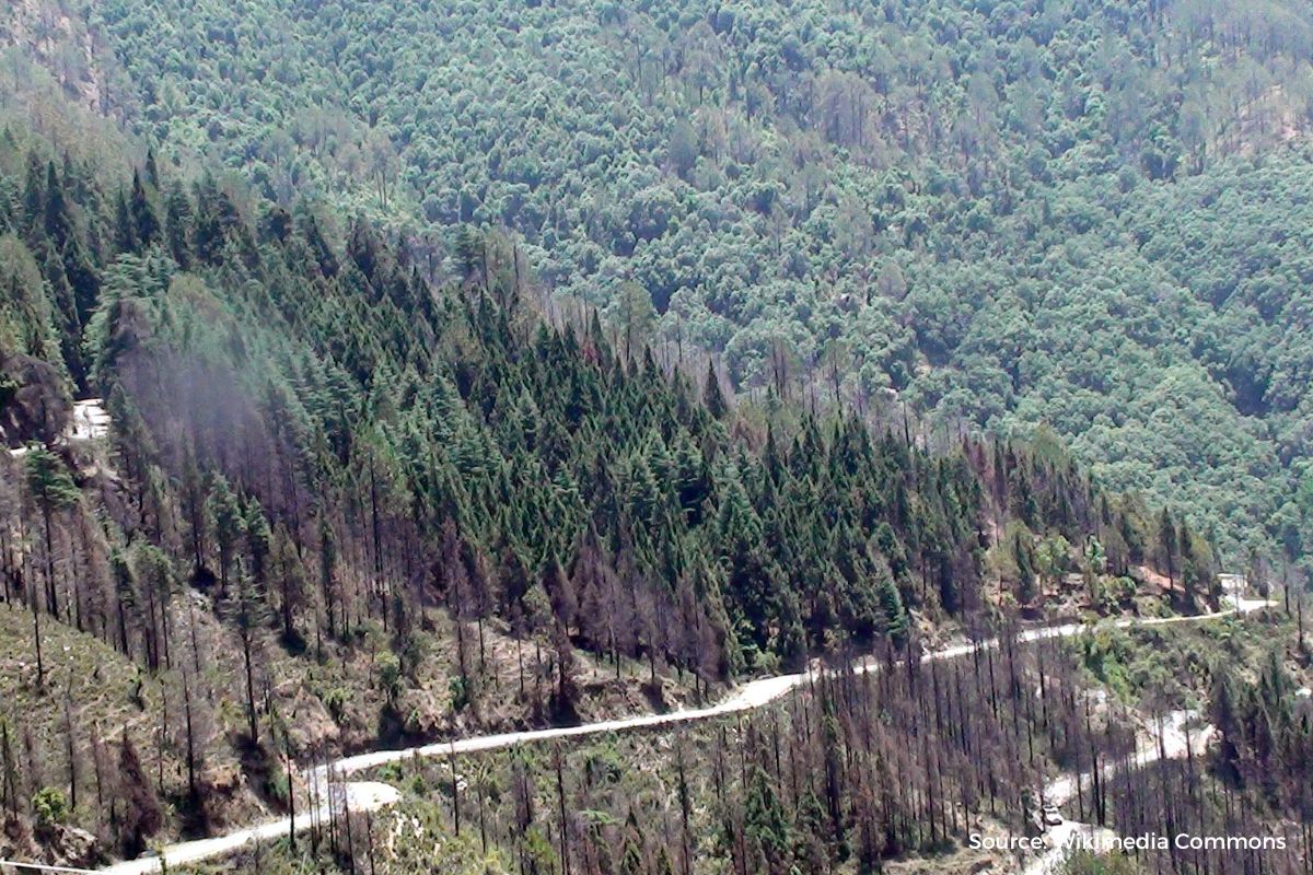 Green Trees in Uttarkhand forests face axe for fire line Maintenance