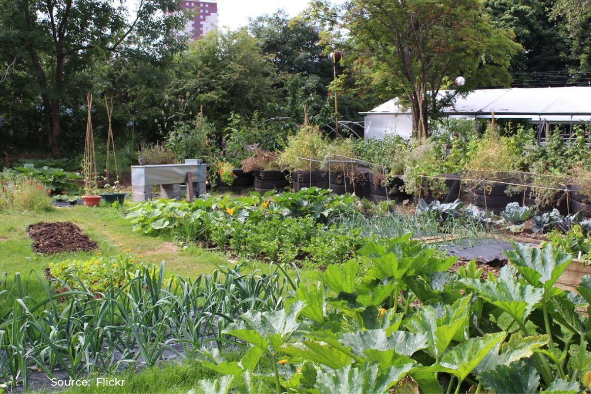 Sustainable Gardening: Why resilient trees are more important than ever