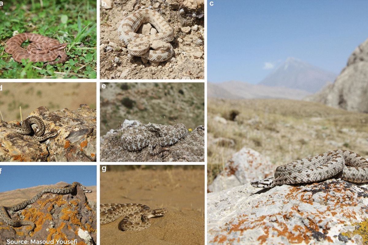 Hidden Threats: Climate change's impact on snakebite risk in Iran