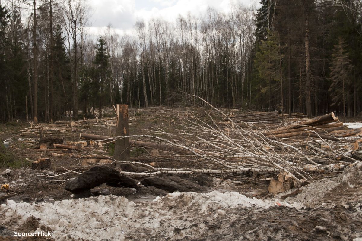201 Trees illegally felled in Himachal Pradesh's Una district