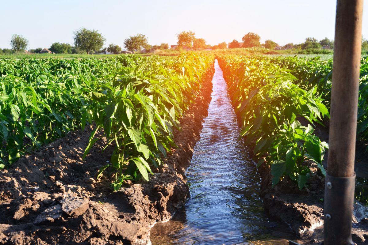 MP: Barwani tribals, water crisis, and traditional 'paat' irrigation