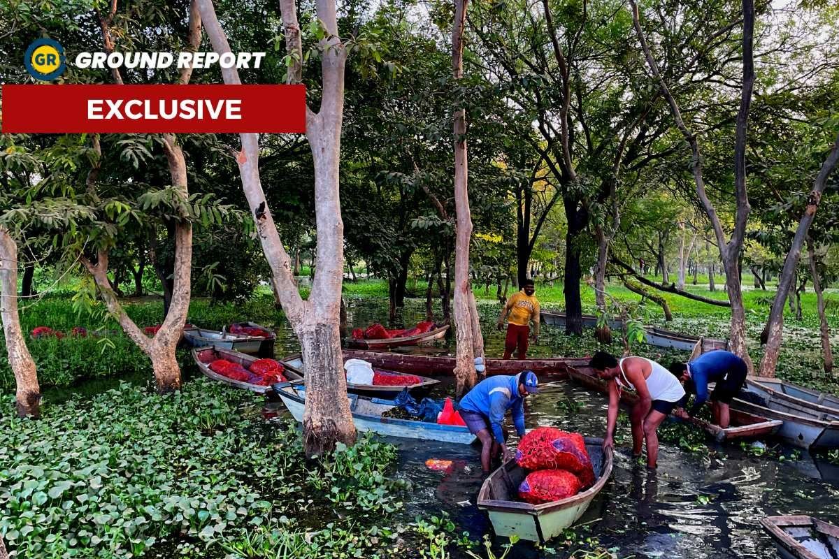Chestnut farming in Bhopal, question of livelihood for fishermen