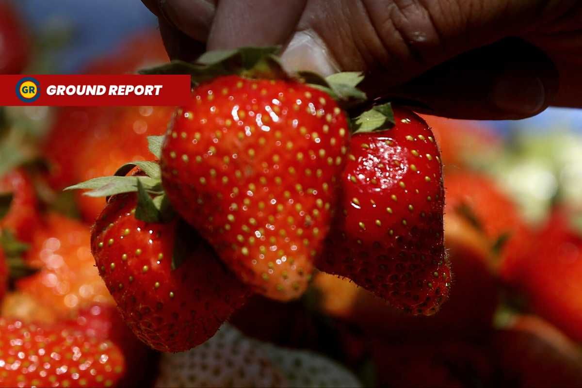 30% better yield at Kashmir’s strawberry village Gasso