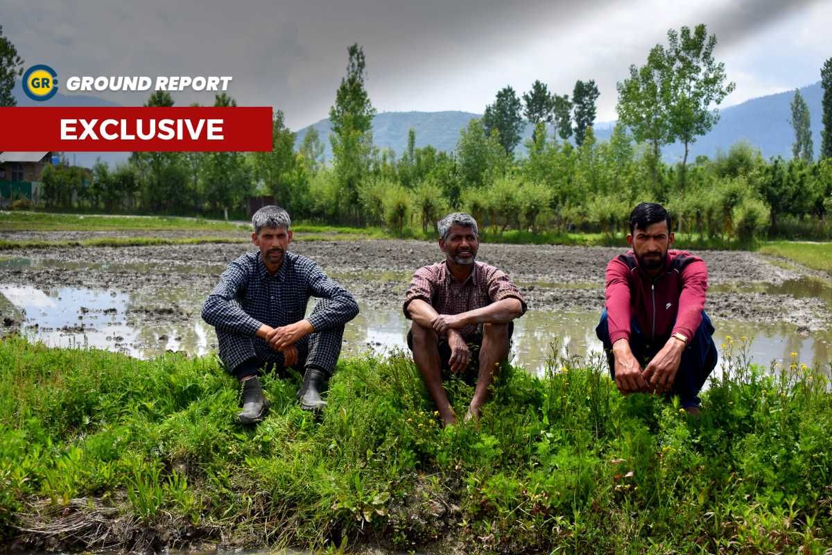 Wild boars in parts of Kashmir forces many to suspend farming