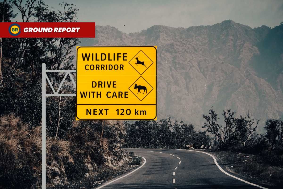 Wild animal's accident deaths on highways increasing in Kashmir