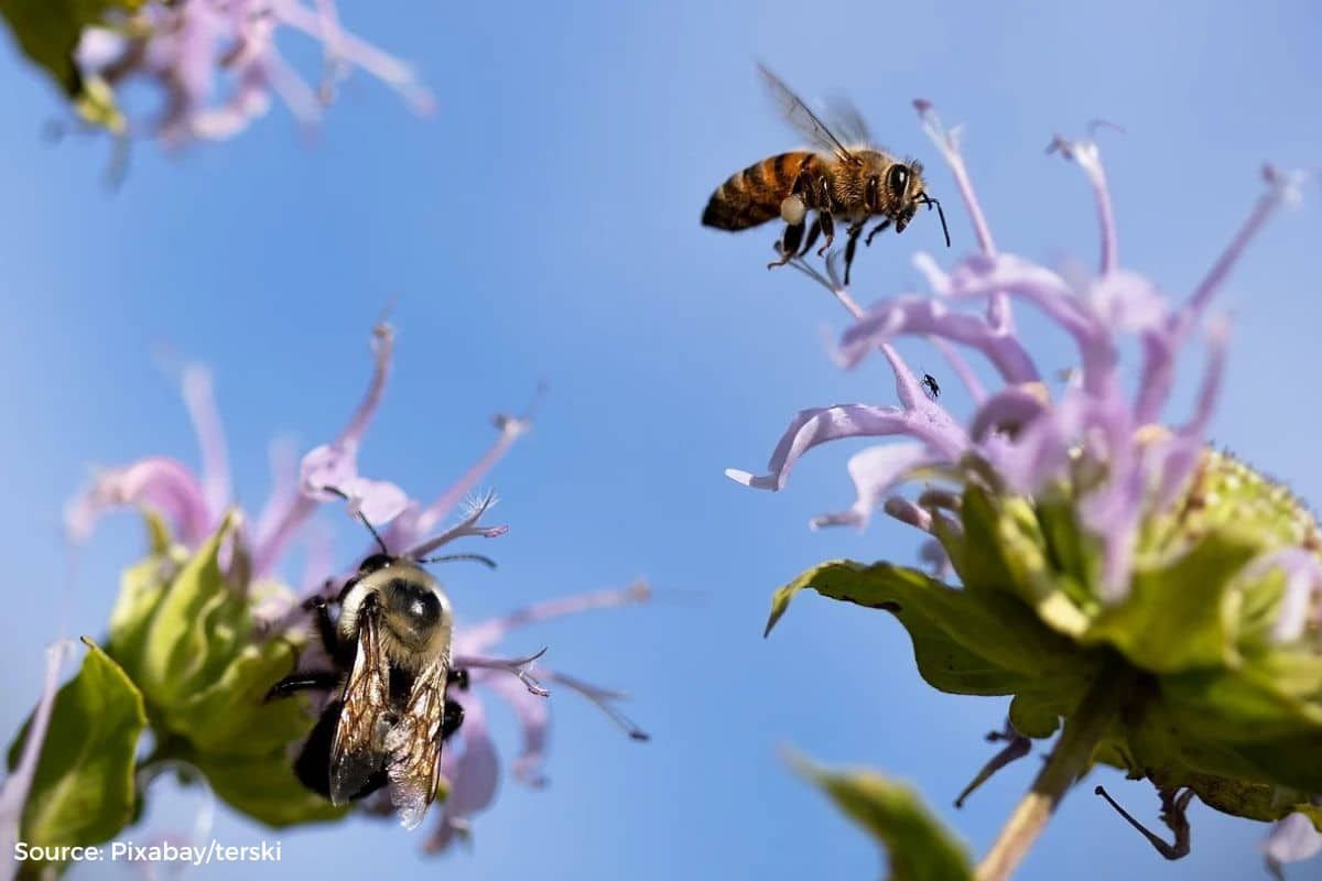 Wild pollinators are at risk, but pollination continues, why?