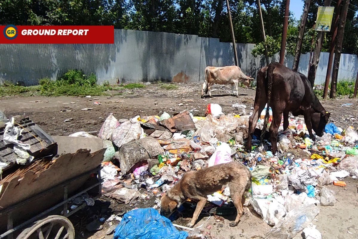 Mismanaged garbage creates a breeding ground for stray dogs in Kashmir