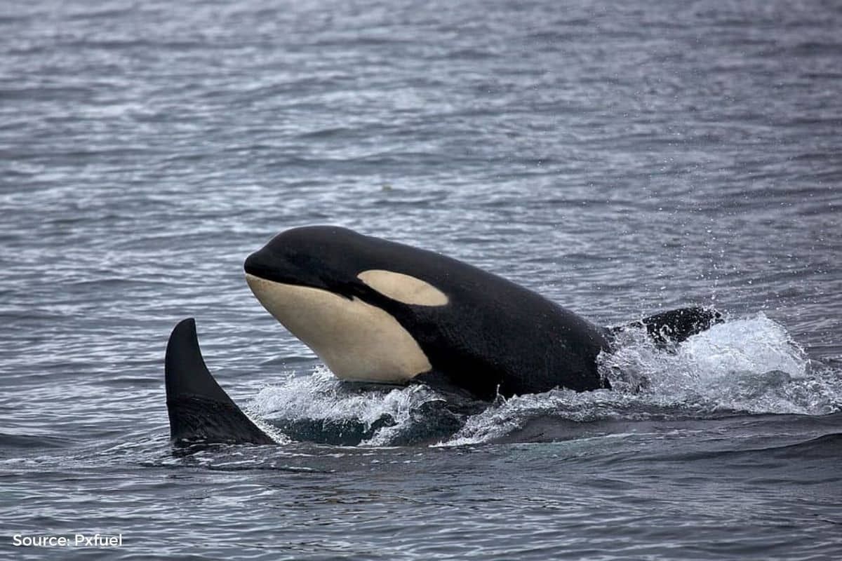 Male killer whales protected by post-menopausal mothers, study suggests
