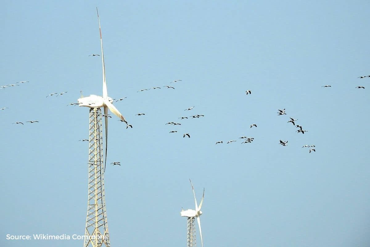 Birds killed by wind turbine is a rhetoric from climate deniers to oppose renewable energy
