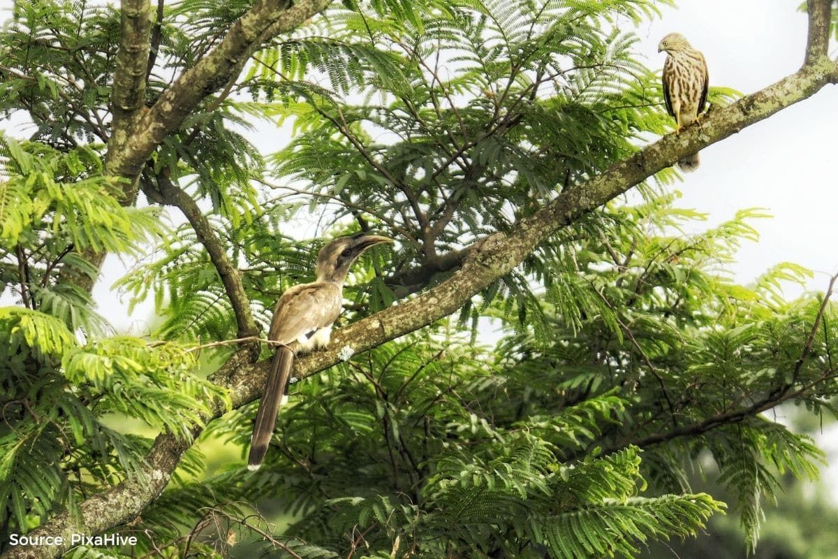 Global wildlife trade threatens evolutionary history and ecosystems