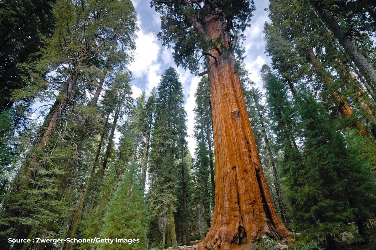 Know about Asia's lone Redwood Tree, 'Sequoiadendron Giganteum'