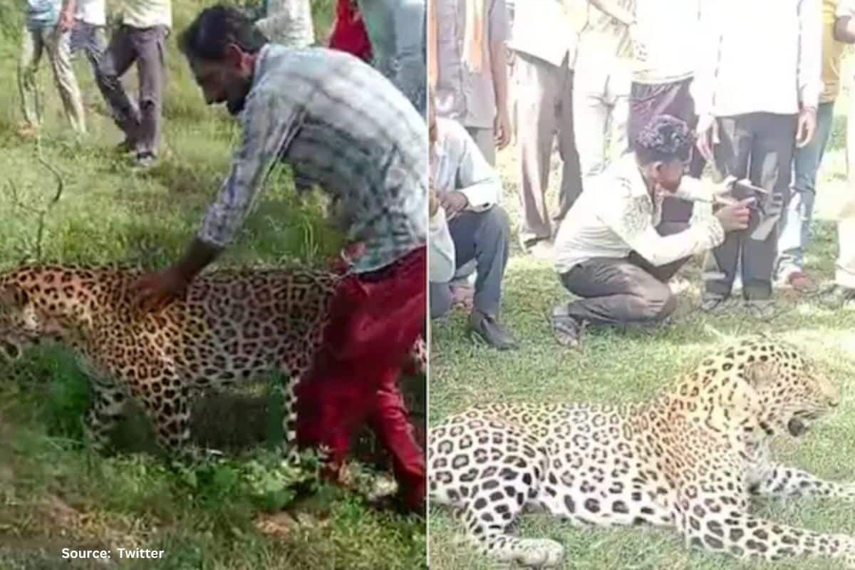 Viral Video: Villagers chase sick leopard in Madhya Pradesh