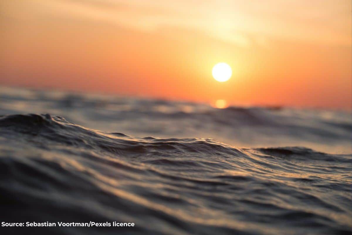 What are marine heatwaves and are they happening more often?