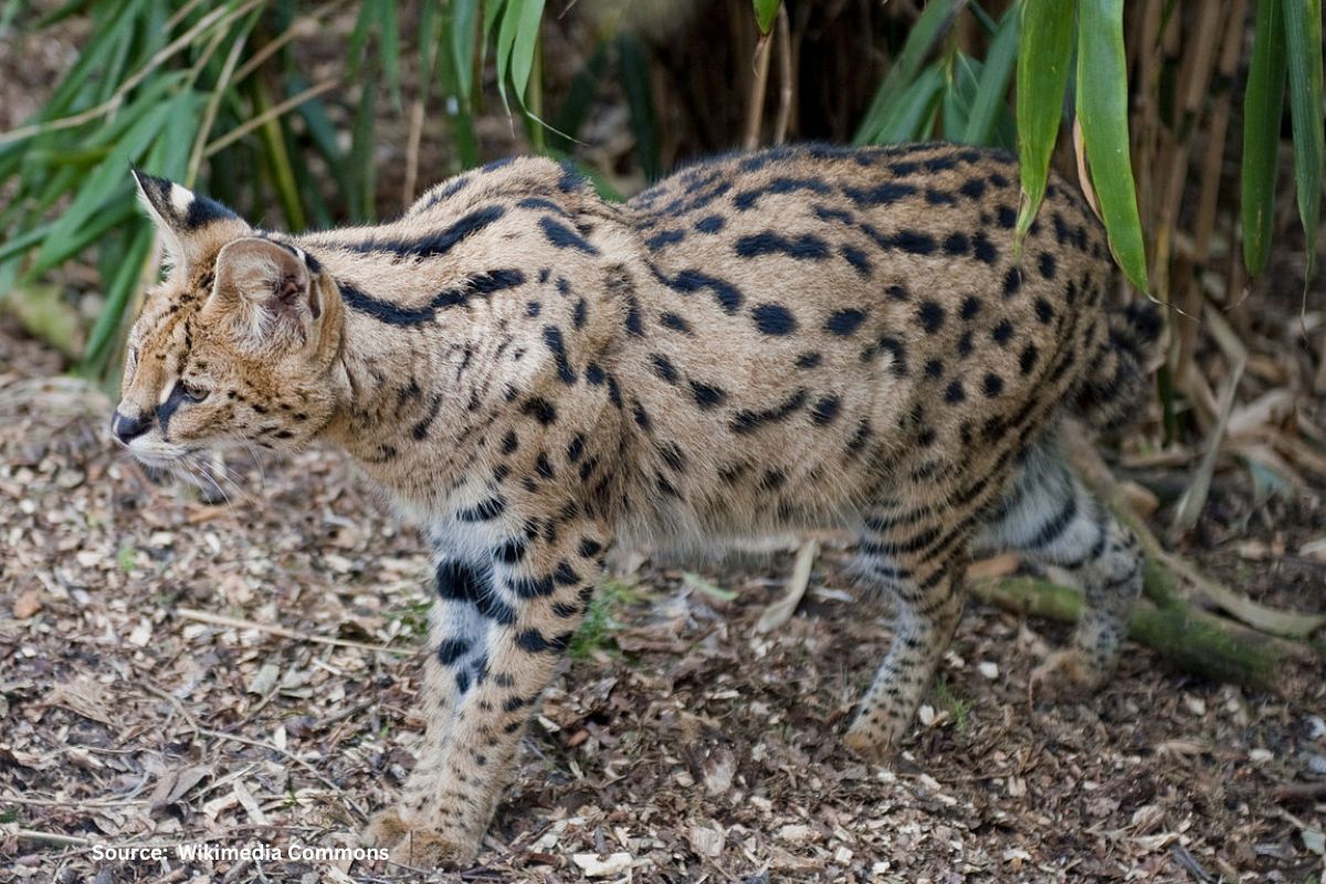 Update data on big cats: Uttarakhand HC orders state govt