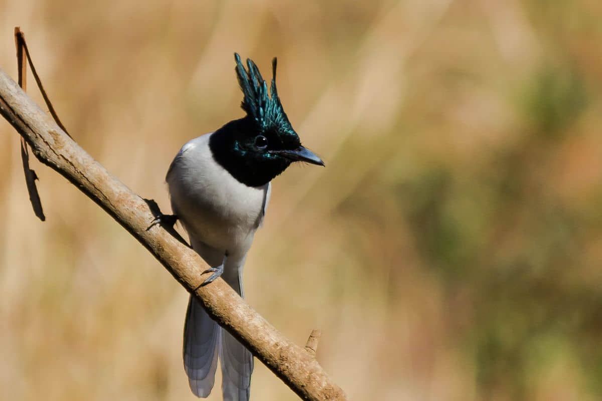 State of India's Birds 2023: 60% of species long-term decline, 104 new High Priority entrants